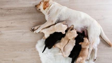 Quanto dura allattamento del cane: cane allatta i cuccioli