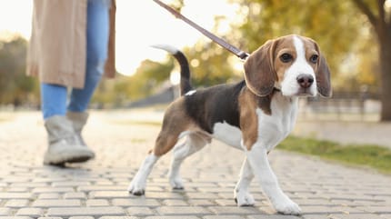 Hund geht an Leine spazieren