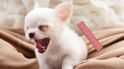 razas de perros mini toy