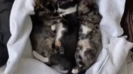 Drei kleine Katzenbabys