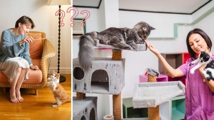 dove lasciare il gatto quando si va in vacanza: cat sitter e pensione per gatti