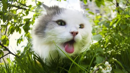 golpe de calor en gatos