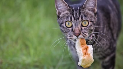 Katze mit Brot