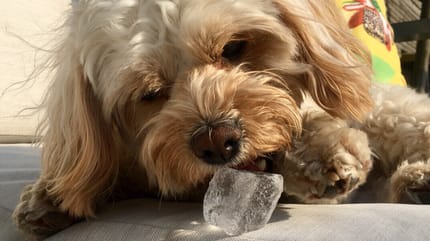 perros hielo
