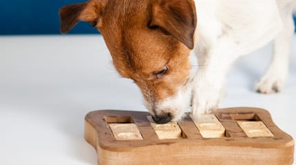 Hondenspelletjes: Jack Russel Terrier speelt hersenspelletje voor honden