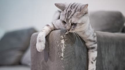 Katten iets afleren: Kat ligt op kapotte bank