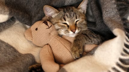 Hoeveel slapen katten: Kat slaapt met knuffelbeertje