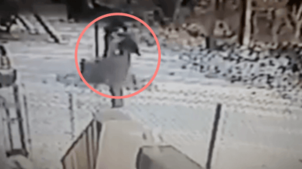 kot atakuje kobietę