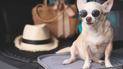 Transporte de mascotas en Colombia