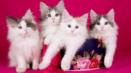 cachorros de gato de pelo largo