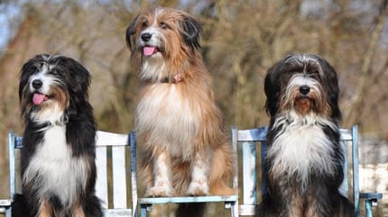 Wäller Hunde