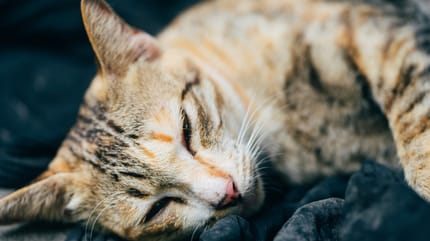 colangite del gatto: gatto malato