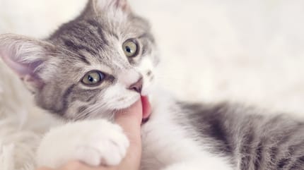 Grijze kitten bijt in hand