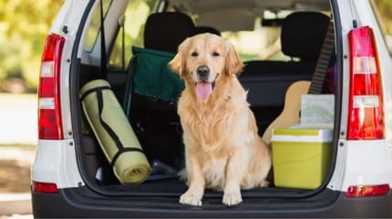 Come viaggiare con un cane: golden retriever nel bagagliaio dell'auto