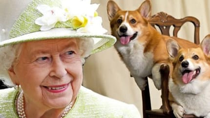 reina isabel ii con sus corgis