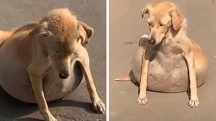 Hündin mit Wasserbauch