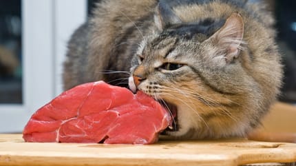 Katze isst rohes Fleisch.