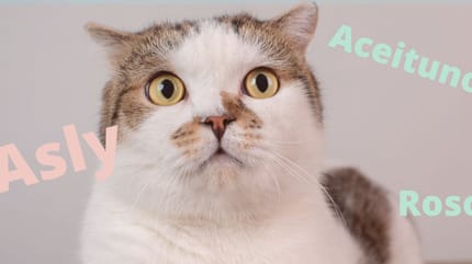 nombres raros para gatos