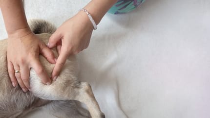 Foto de un centro de fisioterapia para perros en Chile