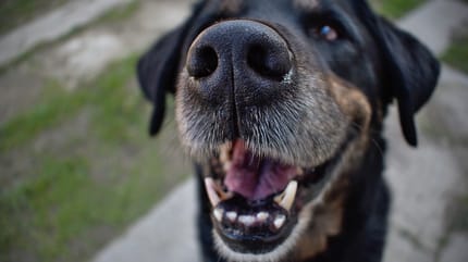 parodontite nel cane: cane mostra denti