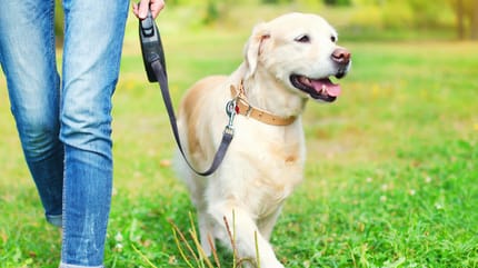 humano paseando con su perro