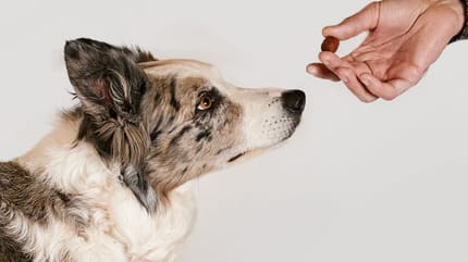 perro con gusanos tratamiento