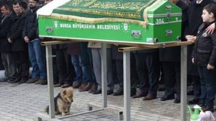 perro triste bajo un ataud