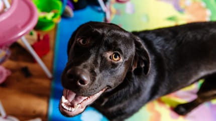 guarderia canina perro negro jugando en ella
