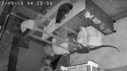 Schlange pirscht sich an Katzen an