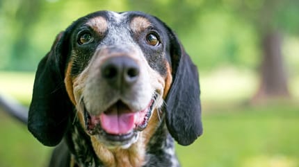 Der Bluetick Coonhound ist eine nicht vom FCI anerkannte Hunderasse aus den USA.