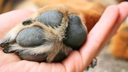como curar heridas en las almohadillas de los perros