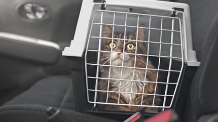 como viajar con un gato en coche