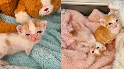 gattini senza zampe anteriori