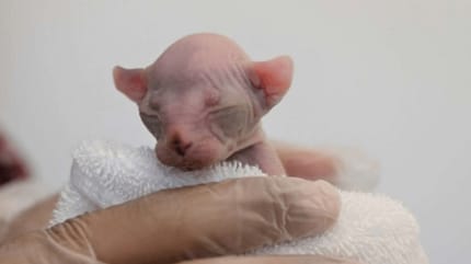 sphynx kitten