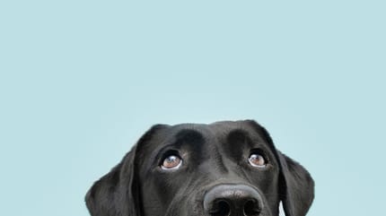 Perro con estrés y ansiedad por separación