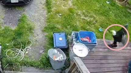 Porwanie psa przez orła