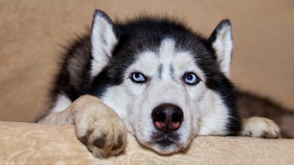 Husky