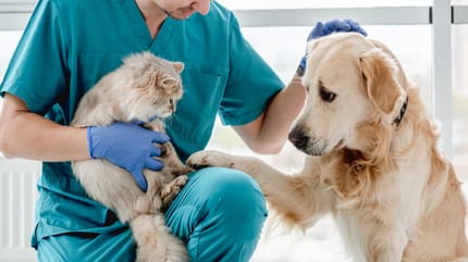 Hund und Katze mit Tierarzt