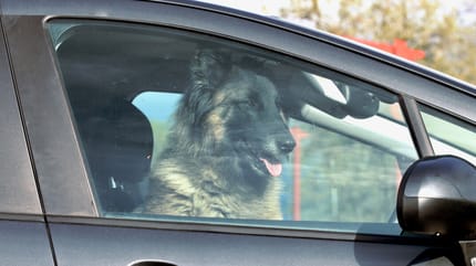 Hond in auto warm weer