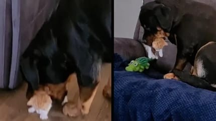 Rottweiler afferra un gatto