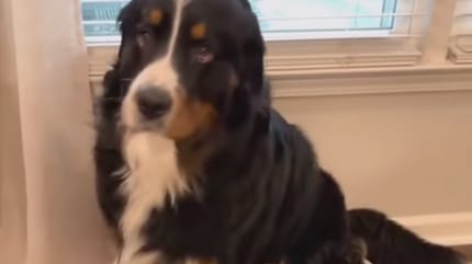 Berner Sennunhund