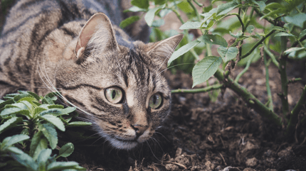 epatozoonosi del gatto: gatto all'aria aperta