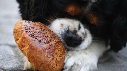 Indigestione cane: cane mangia una brioche