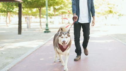 es obligatorio pasear al perro con correa