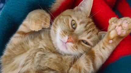 Kätzchen mit Polydaktylie