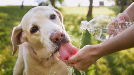Gefrorene Hunderleckerlis mit Hühnerbrühe und Petersilie
