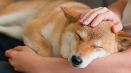 Mehrere Katzen in einer Wohnung