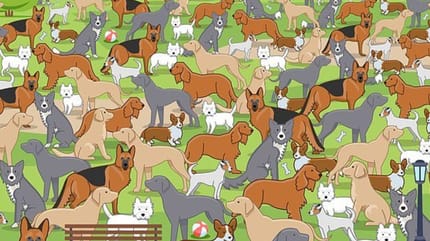 cachorro escondido entre una manada de perros adultos