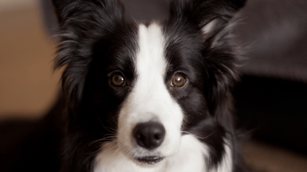 Alert young Border Collie