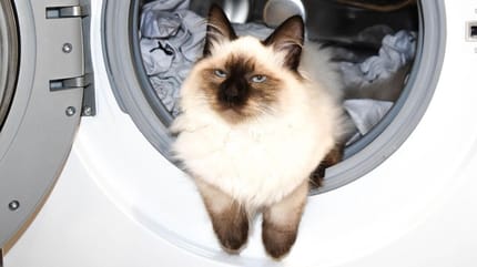 Cat sitting with paws out of washing machine